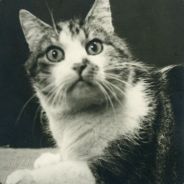 boatnik's profile picture